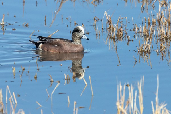 American Wigeon, Arizona, Southeast Arizona, Southeast Arizona Nature Tour, Southeast Arizona Birding Tour, Naturalist Journeys