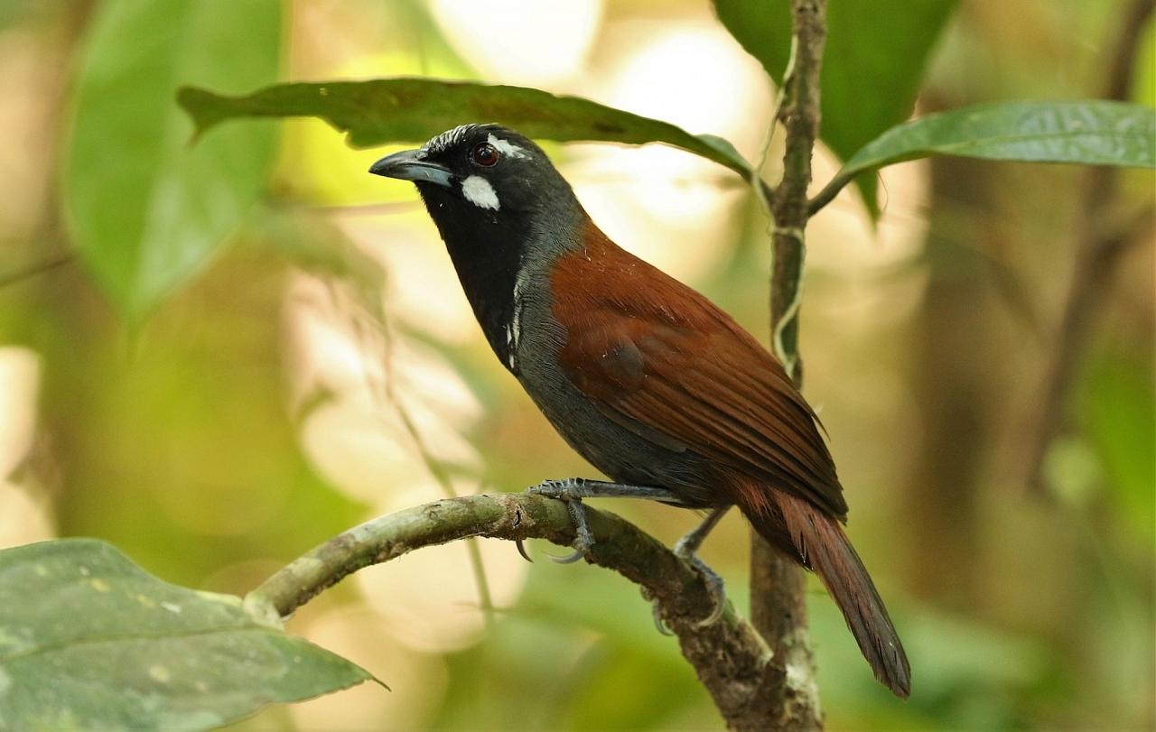 Black-throated Babbler, Thailand, Thailand Birding Tour, Thailand Bird photography tour, Thailand Nature Photography Tour, Naturalist Journeys