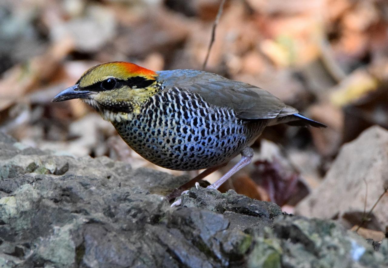 Blue Pitta, Thailand, Thailand Birding Tour, Thailand Bird photography tour, Thailand Nature Photography Tour, Naturalist Journeys