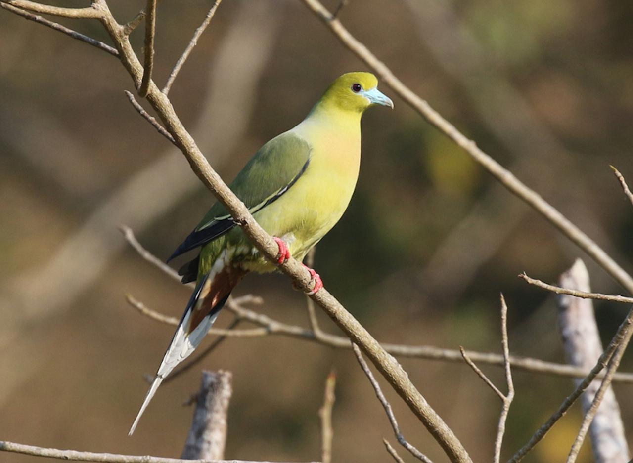 Pin-tailed Green-Pigeon, Thailand, Thailand Birding Tour, Thailand Bird photography tour, Thailand Nature Photography Tour, Naturalist Journeys