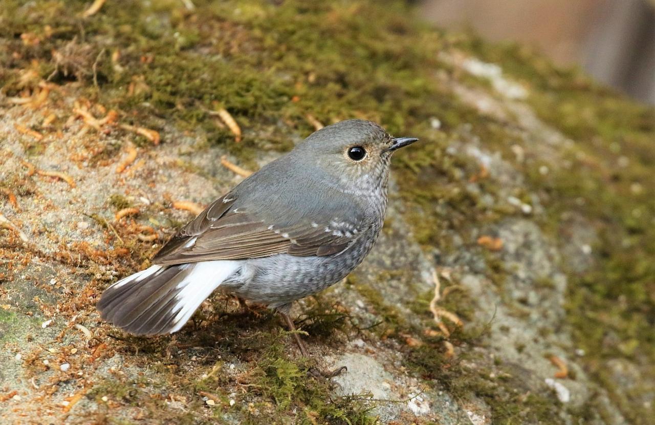 Plumbeous Redstart, Thailand, Thailand Birding Tour, Thailand Bird photography tour, Thailand Nature Photography Tour, Naturalist Journeys