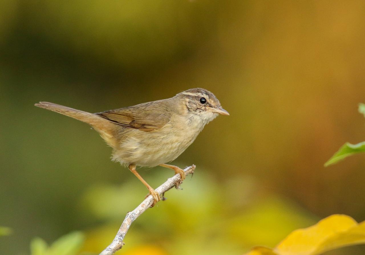 Radde's Warbler, Thailand, Thailand Birding Tour, Thailand Bird photography tour, Thailand Nature Photography Tour, Naturalist Journeys