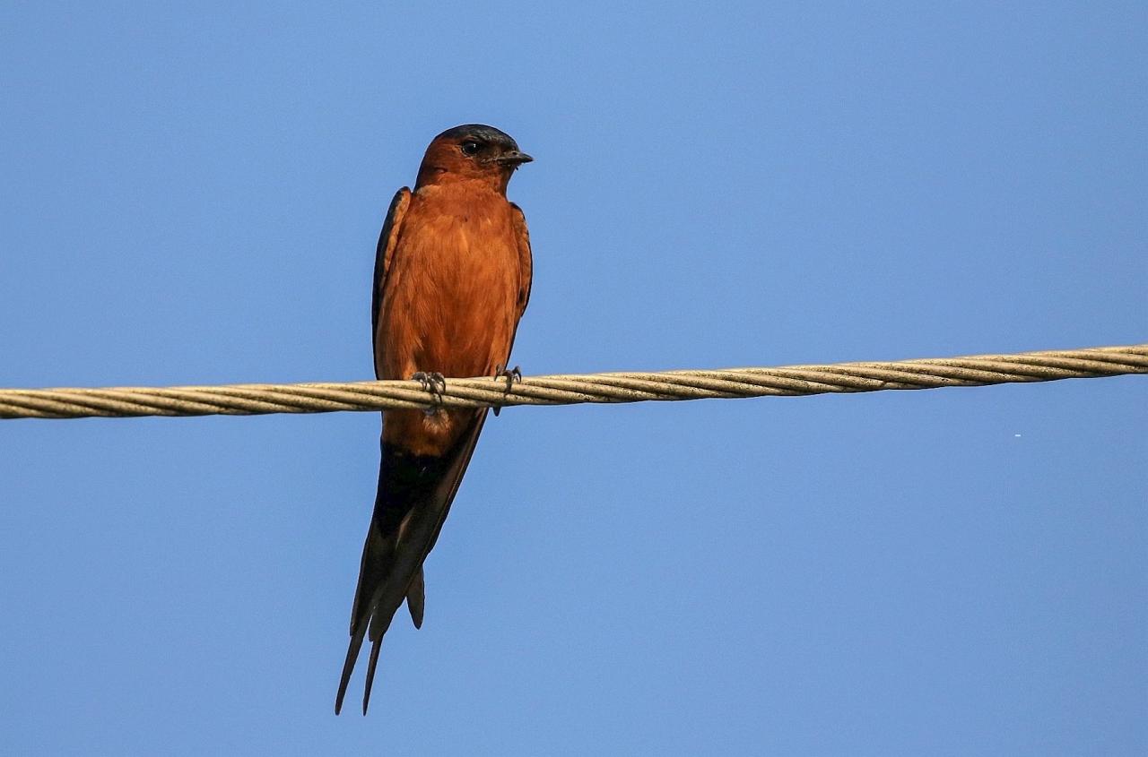 Red-breasted Swallow, Thailand, Thailand Birding Tour, Thailand Bird photography tour, Thailand Nature Photography Tour, Naturalist Journeys