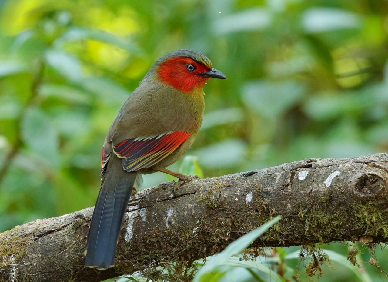 Red-faced Liocichla, Thailand, Thailand Birding Tour, Thailand Bird photography tour, Thailand Nature Photography Tour, Naturalist Journeys