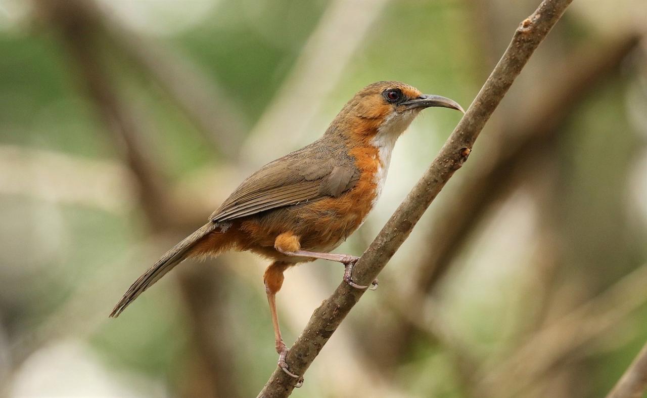 Rusty-cheeked Scimitar-Babbler, Thailand, Thailand Birding Tours, Asia Birding Tours, Naturalist Journeys