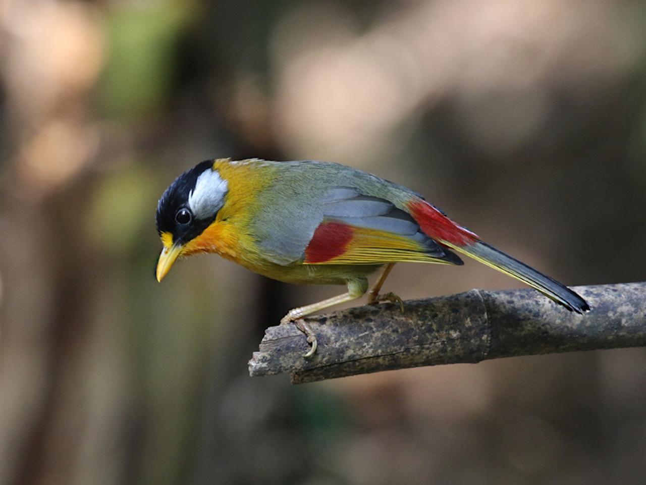 Silver-eared Mesia, Thailand, Thailand Birding Tour, Thailand Bird photography tour, Thailand Nature Photography Tour, Naturalist Journeys