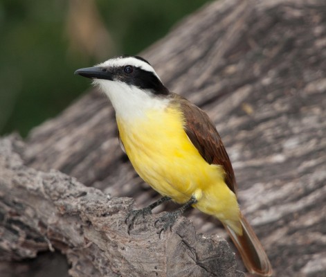 Great Kiskadee, South Texas, South Texas Nature Tour, South Texas Birding Tour, Naturalist Journeys