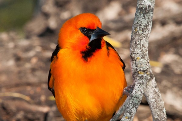 Altima Oriole, South Texas, South Texas Nature Tour, South Texas Birding Tour, Naturalist Journeys