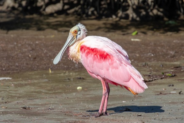 Roseate Spoonbill, South Texas, South Texas Nature Tour, South Texas Birding Tour, Naturalist Journeys