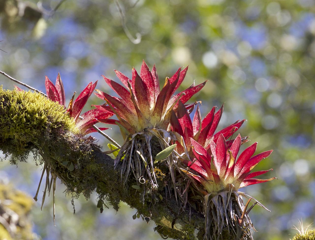 Savegre Bromeliads, Costa Rica, Costa Rica Birding Tour, Costa Rica Nature Tour, Winter Costa Rica Tour, Monteverde, Naturalist Journeys