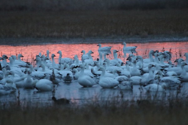 Snow Geese, Sandhill Crane Migration Tour, Platte River, Nebraska, Migration Tour, Naturalist Journeys