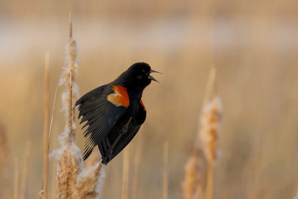 Red-winged Blackbird, Sandhill Crane Migration Tour, Platte River, Nebraska, Migration Tour, Naturalist Journeys