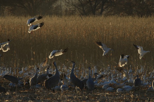 Sandhill Cranes, Snow Geese, Sandhill Crane Migration Tour, Platte River, Nebraska, Migration Tour, Naturalist Journeys