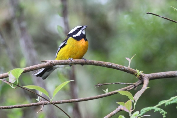 Jamaican Birding Tour | Jamaican Nature Tour | Naturalist Journeys