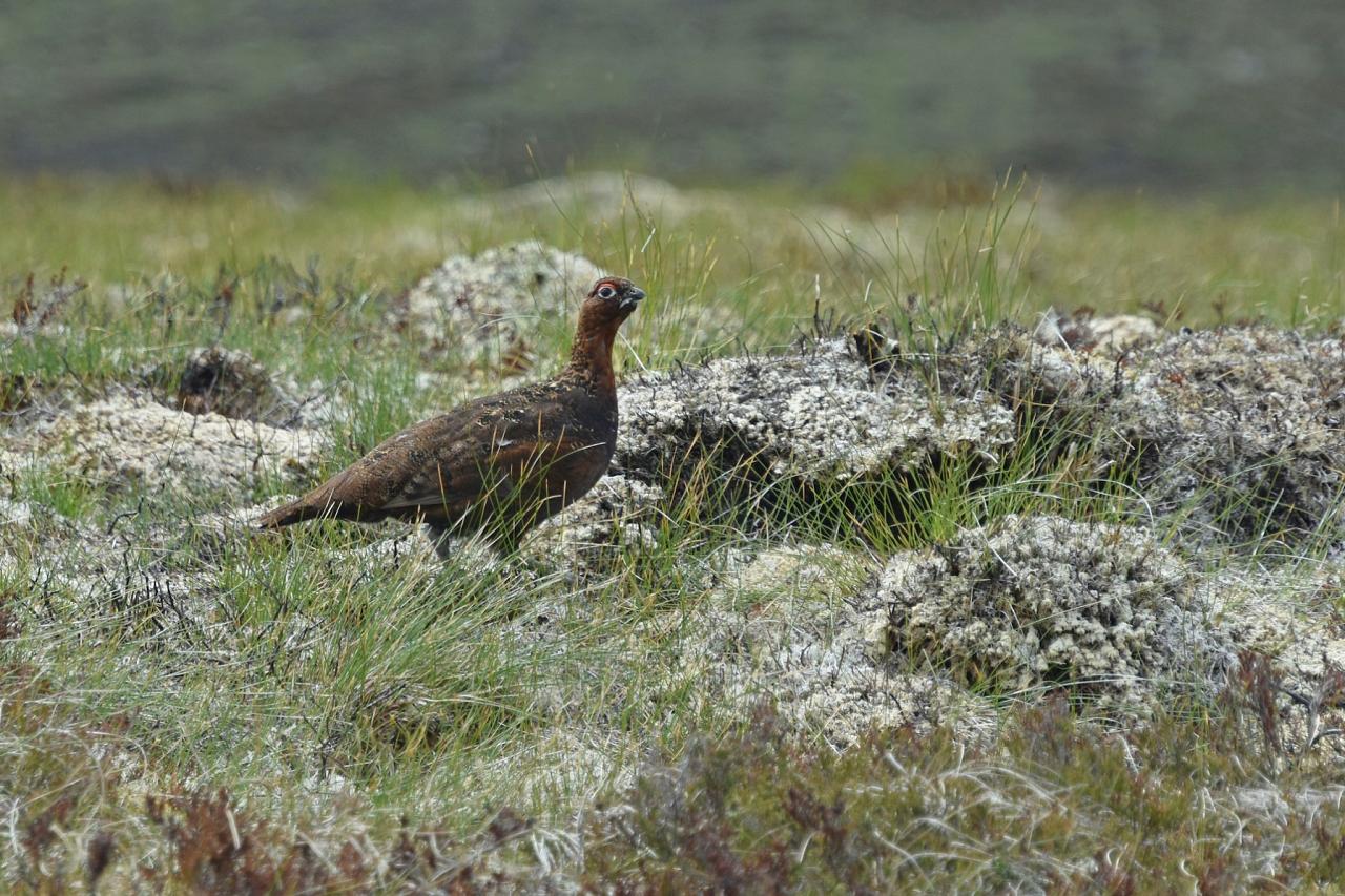 Red Grouse, Scotland, Scottish Highlands, Scottish Islands, Scotland Birding Tour, Scotland Nature Tour, Naturalist Journeys