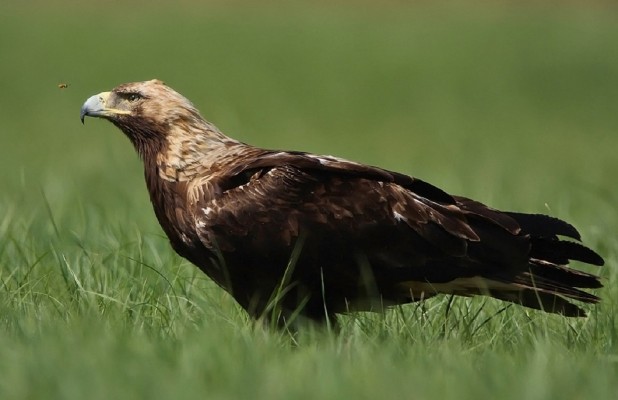 Imperial Eagle, Austria, Hungary, Austria Birding, Hungary Birding, European Birding, Naturalist Journeys 