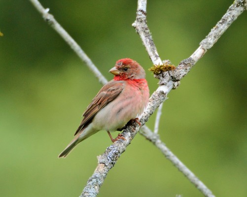 Common Rosefinch, Austria, Hungary, Austria Birding, Hungary Birding, European Birding, Naturalist Journeys 
