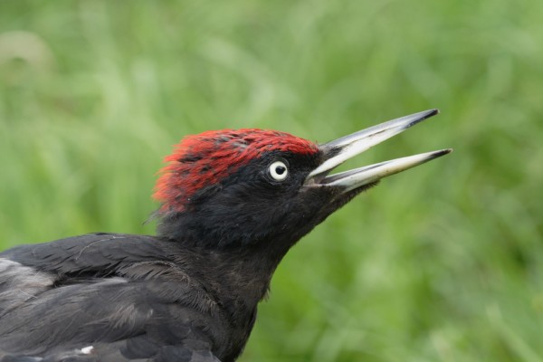 Black Woodpecker, Austria, Hungary, Austria Birding, Hungary Birding, European Birding, Naturalist Journeys 