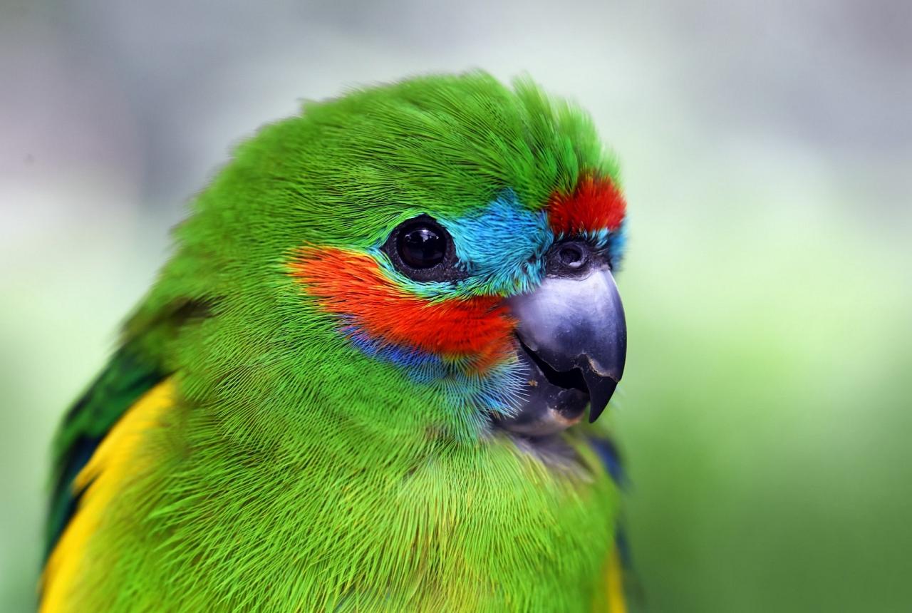 Double-eyed Fig Parrot, Australia, Queensland's Wet Tropics, Australia Wildlife Tour, Parrot