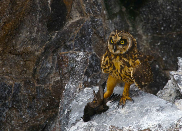 Short-eared Owl, Galapagos, Galapagos Cruise, Galapagos Nature Cruise, Naturalist Journeys