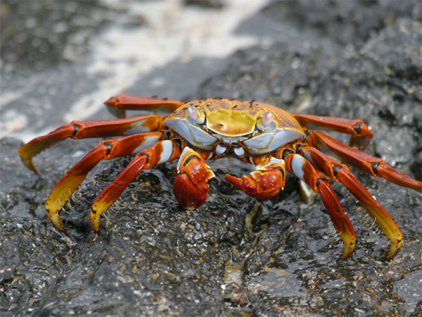 Sally Lightfoot Crab, Galapagos, Galapagos Cruise, Galapagos Nature Cruise, Naturalist Journeys