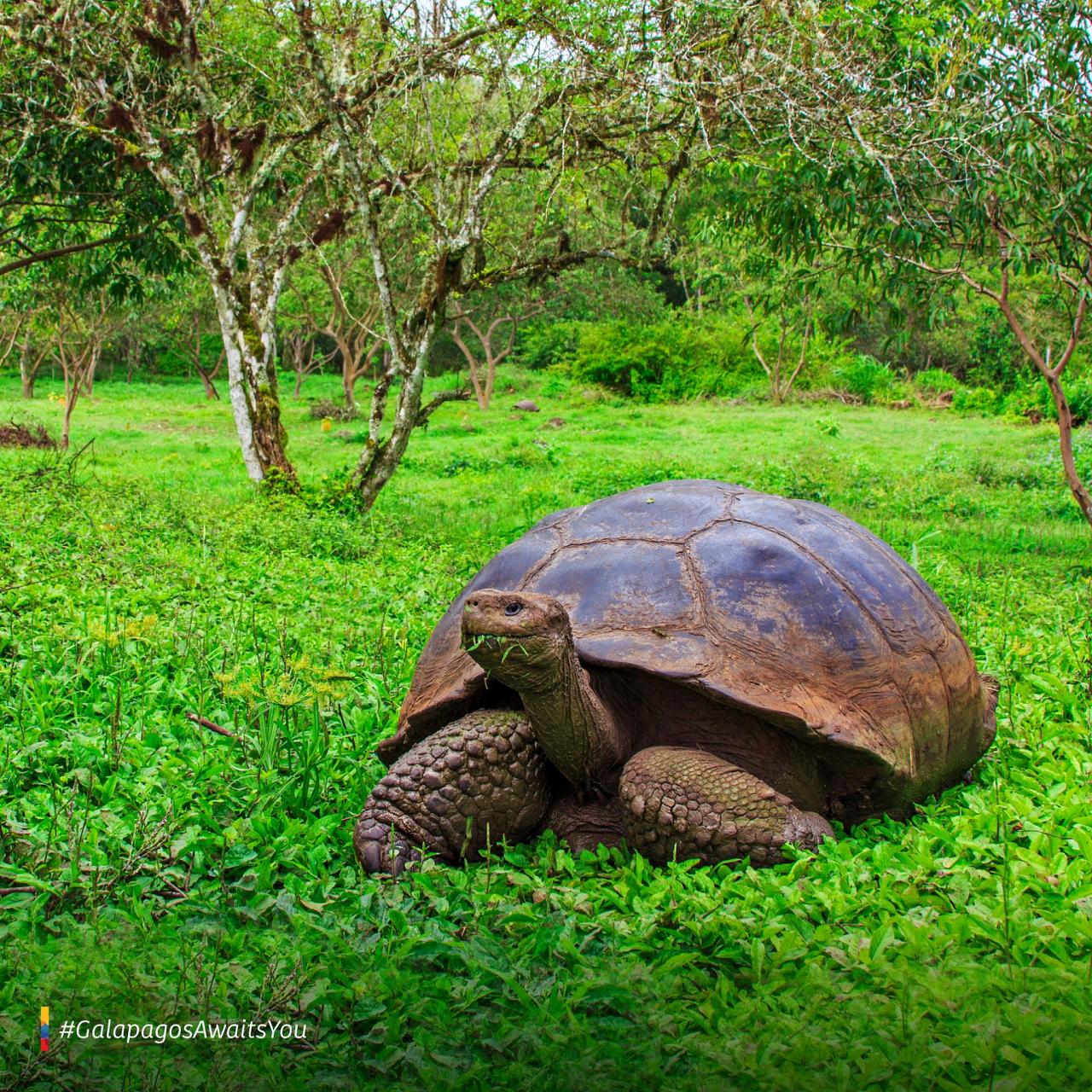 Galapagos Tortoise, Galapagos, Galapagos Nature Cruise, Galapagos Wildlife Cruise, Galapagos Birding Cruise, Naturalist Journeys