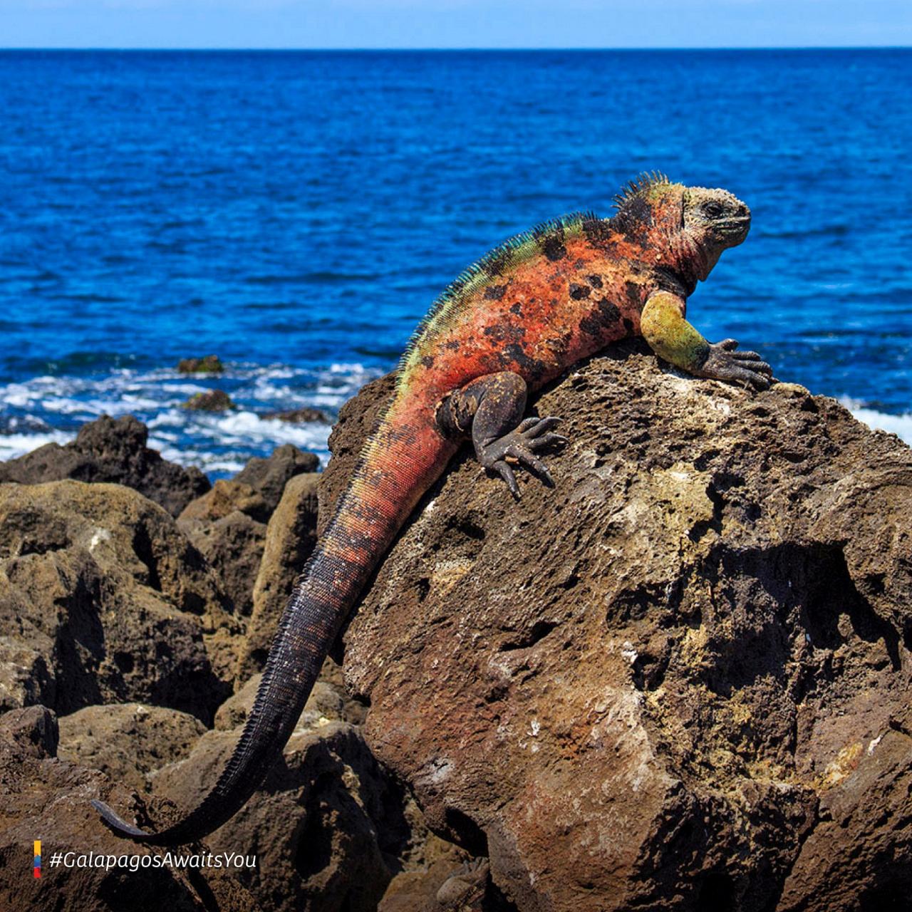 Iguana, Galapagos, Galapagos Nature Cruise, Galapagos Wildlife Cruise, Galapagos Birding Cruise, Naturalist Journeys