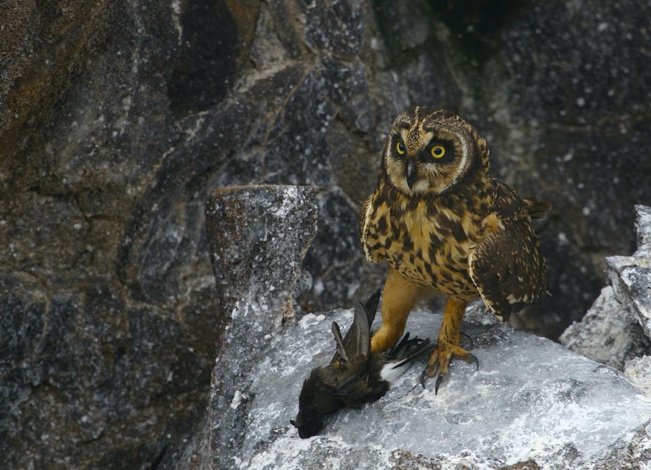 Short-eared Owl, Galapagos, Galapagos Nature Cruise, Galapagos Wildlife Cruise, Galapagos Birding Cruise, Naturalist Journeys