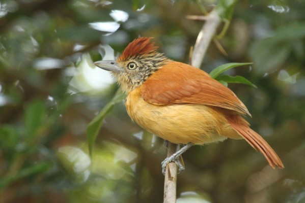 Barred Antshrike, Panama, Panama Nature Tour, Panama Birding Tour, Naturalist Journeys