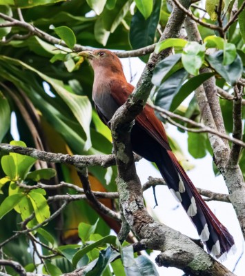 Squirrel Cuckoo, Panama, Tranquilo Bay Birding, Panama Birding Tour, Panama Nature Tour, Naturalist Journeys