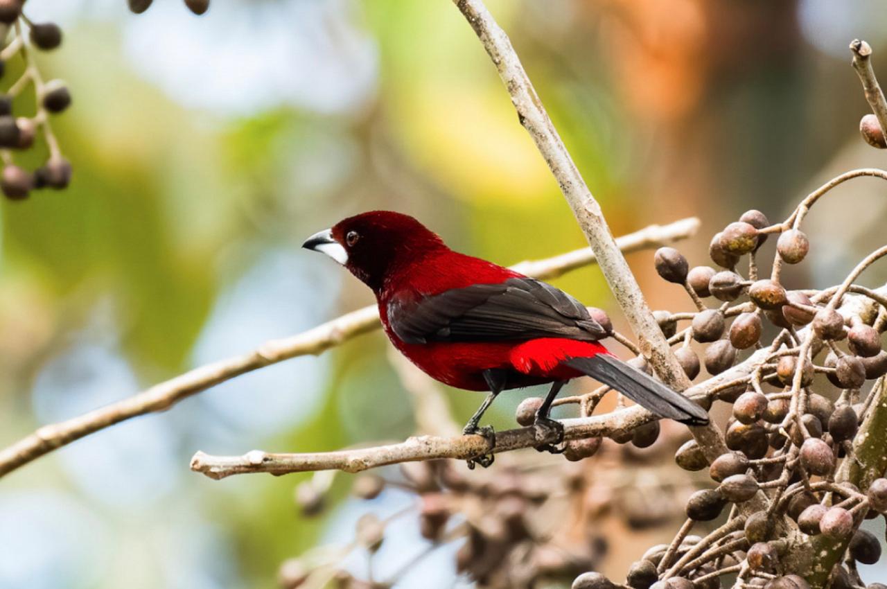 Crimson-backed Tanager, Panama, Tranquilo Bay Birding, Panama Birding Tour, Panama Nature Tour, Naturalist Journeys