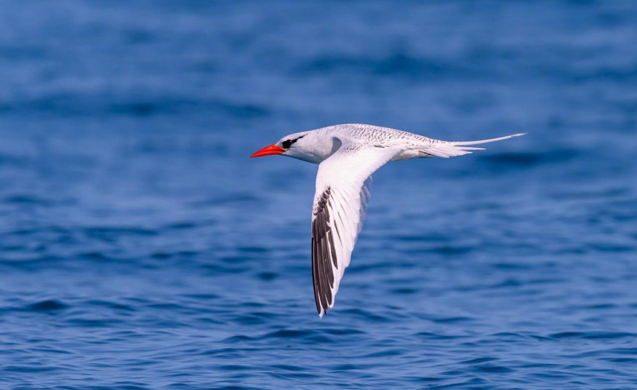 Red-billed Tropicbird, Panama, Tranquilo Bay Birding, Panama Birding Tour, Panama Nature Tour, Naturalist Journeys