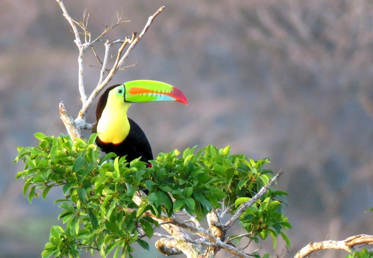 Panama Birding & Wildlife Nature Tour Naturalist Journeys