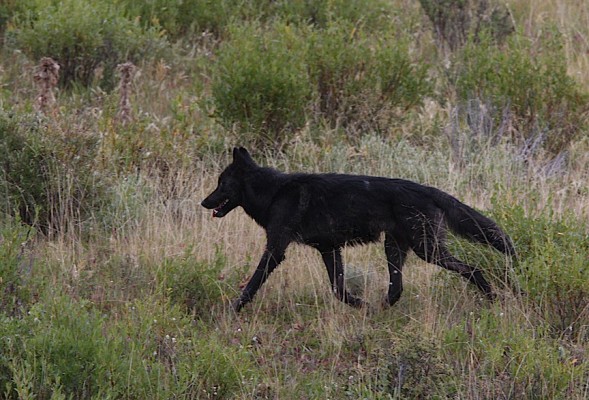 Black Wolf, Yellowstone National Park, Yellowstone Birding Tour, Yellowstone Nature Tour, Yellowstone Wildlife Tour, Naturalist Journeys