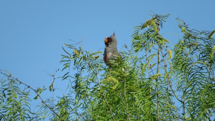 Pyrrhuloxia, Arizona, Southeast Arizona, Southeast Arizona Nature Tour, Southeast Arizona Birding Tour, Naturalist Journeys