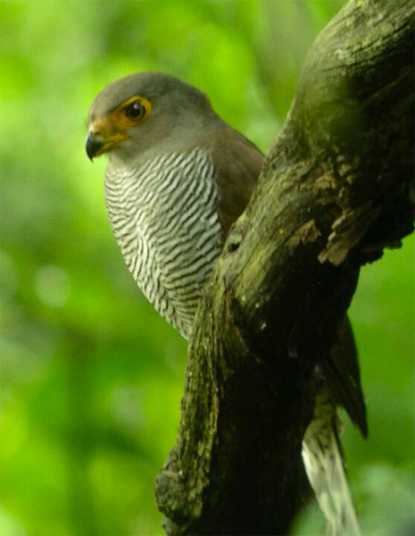 Barred Forest-Falcon, Belize, Naturalist Journeys, Belize Birding Tour, Belize Nature Tour