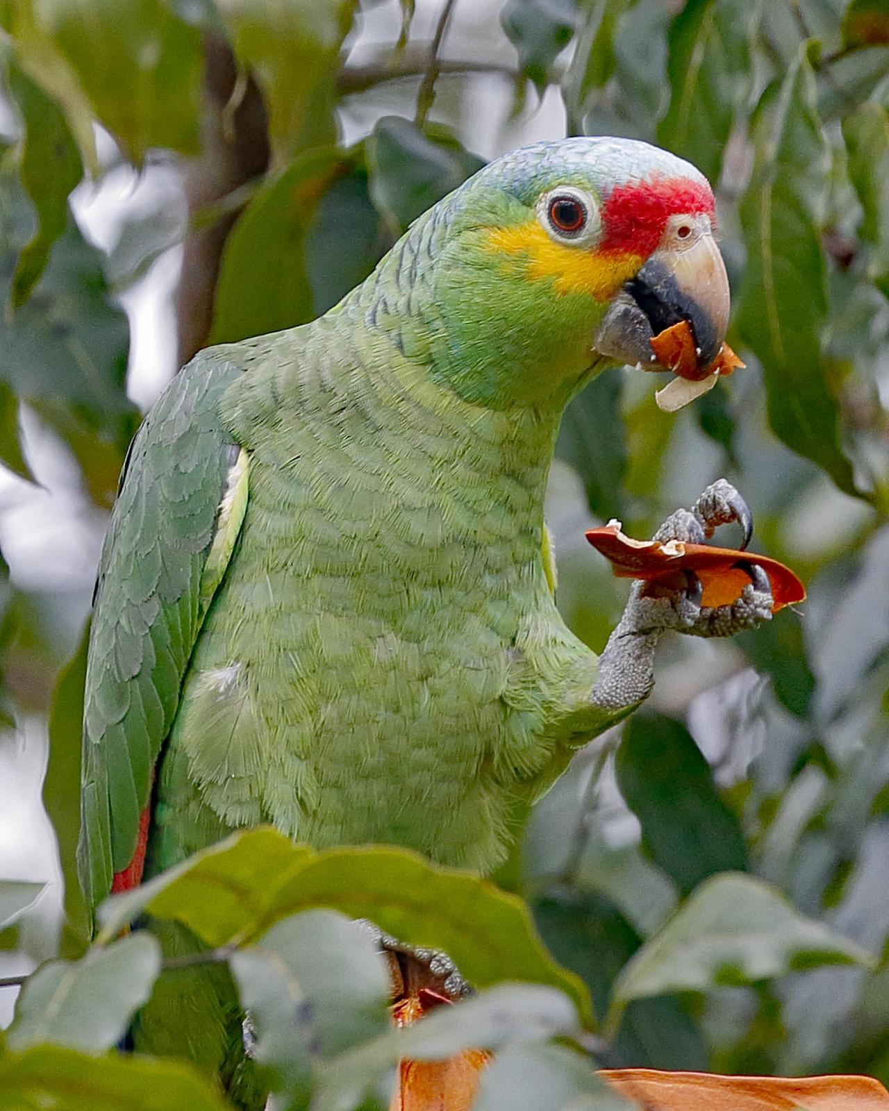 Red-lored Parrot, Belize, Belize Birding Tour, Belize Nature Tour, Winter Belize Tour, Naturalist Journeys