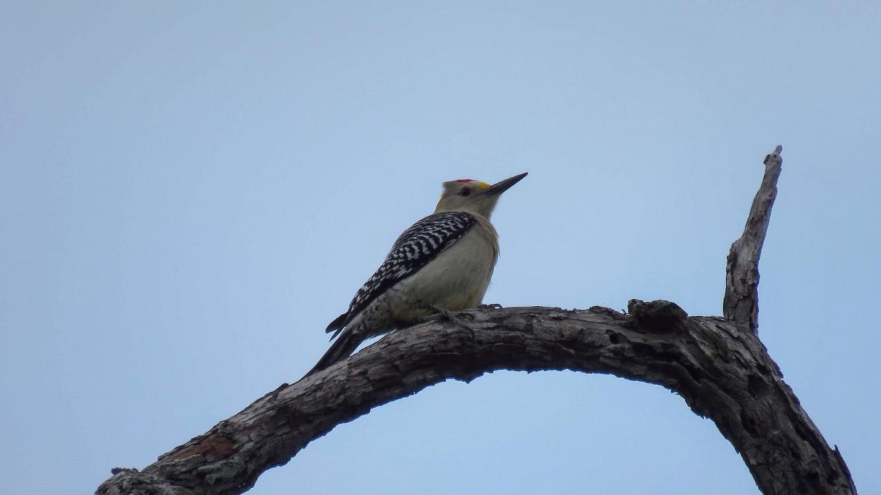 Golden-fronted Woodpecker, South Texas, South Texas Nature Tour, South Texas Birding Tour, Naturalist Journeys