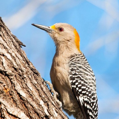 Golden-fronted Woodpecker, South Texas, South Texas Nature Tour, South Texas Birding Tour, Naturalist Journeys