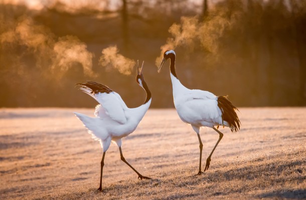 Cranes, Japan tour, Japanese nature tour, Japan birding, Japan Birding & nature, Naturalist Journeys