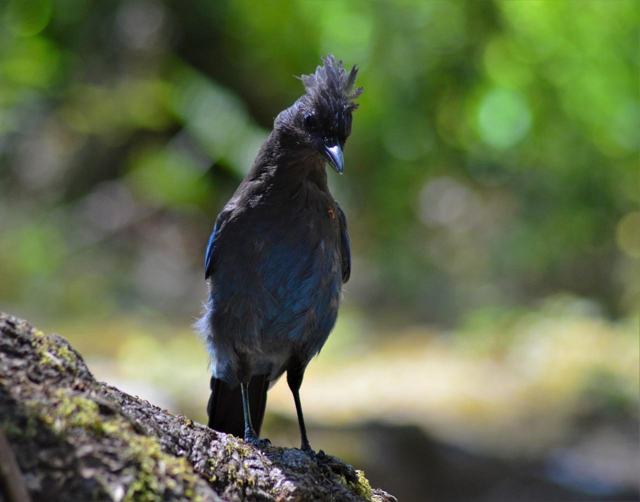 Steller's Jay, Washington Winter Birding Tour, Skagit Valley Birding Tour, Naturalist Journeys
