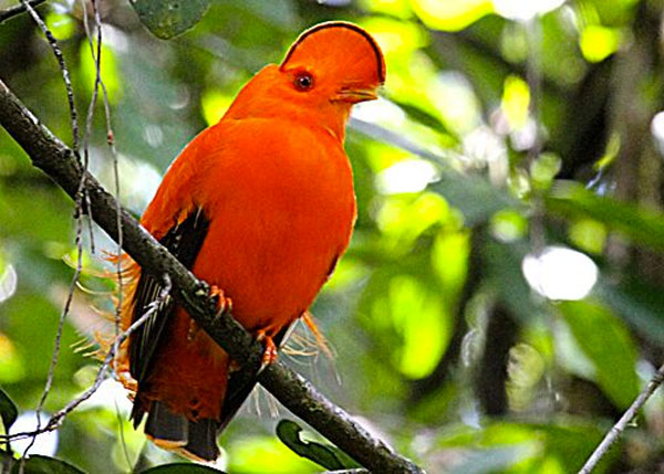 Guianan Cock-of-the-rock, Guyana, Guyana Nature Tour, Guyana Birding Tour, Guyana Wildlife Tour; Naturalist Journeys