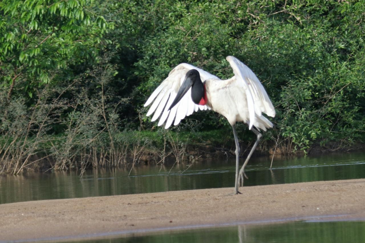 Jabiru, Guyana, Guyana Nature Tour, Guyana Birding Tour, Guyana Wildlife Tour; Naturalist Journeys