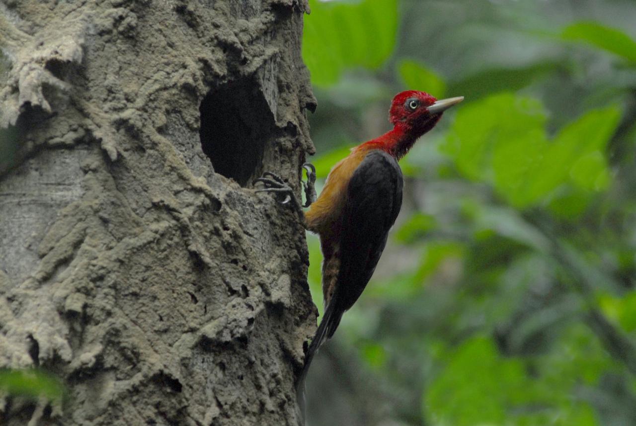 Red-necked Campephilus, Guyana, Guyana Nature Tour, Guyana Birding Tour, Guyana Wildlife Tour; Naturalist Journeys