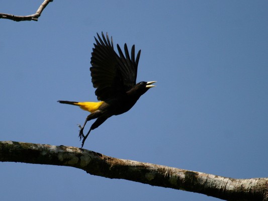 Yellow-rumped Cacique, Ecuador, Ecuador Birding Tour, Ecuador Nature Tour, Cuenca, Quito, Naturalist Journeys