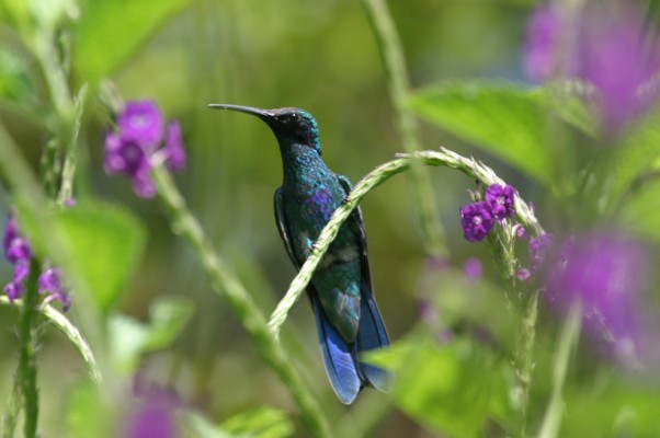 Sparking Violetear, Ecuador, Ecuador Birding Tour, Ecuador Nature Tour, Cuenca, Quito, Naturalist Journeys