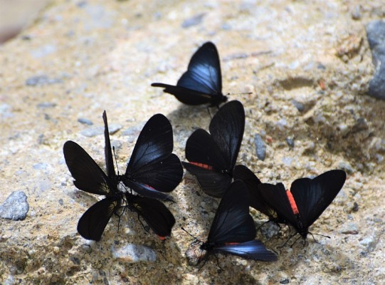 Butterflies, Ecuador, Ecuador Birding Tour, Ecuador Nature Tour, Cuenca, Quito, Naturalist Journeys