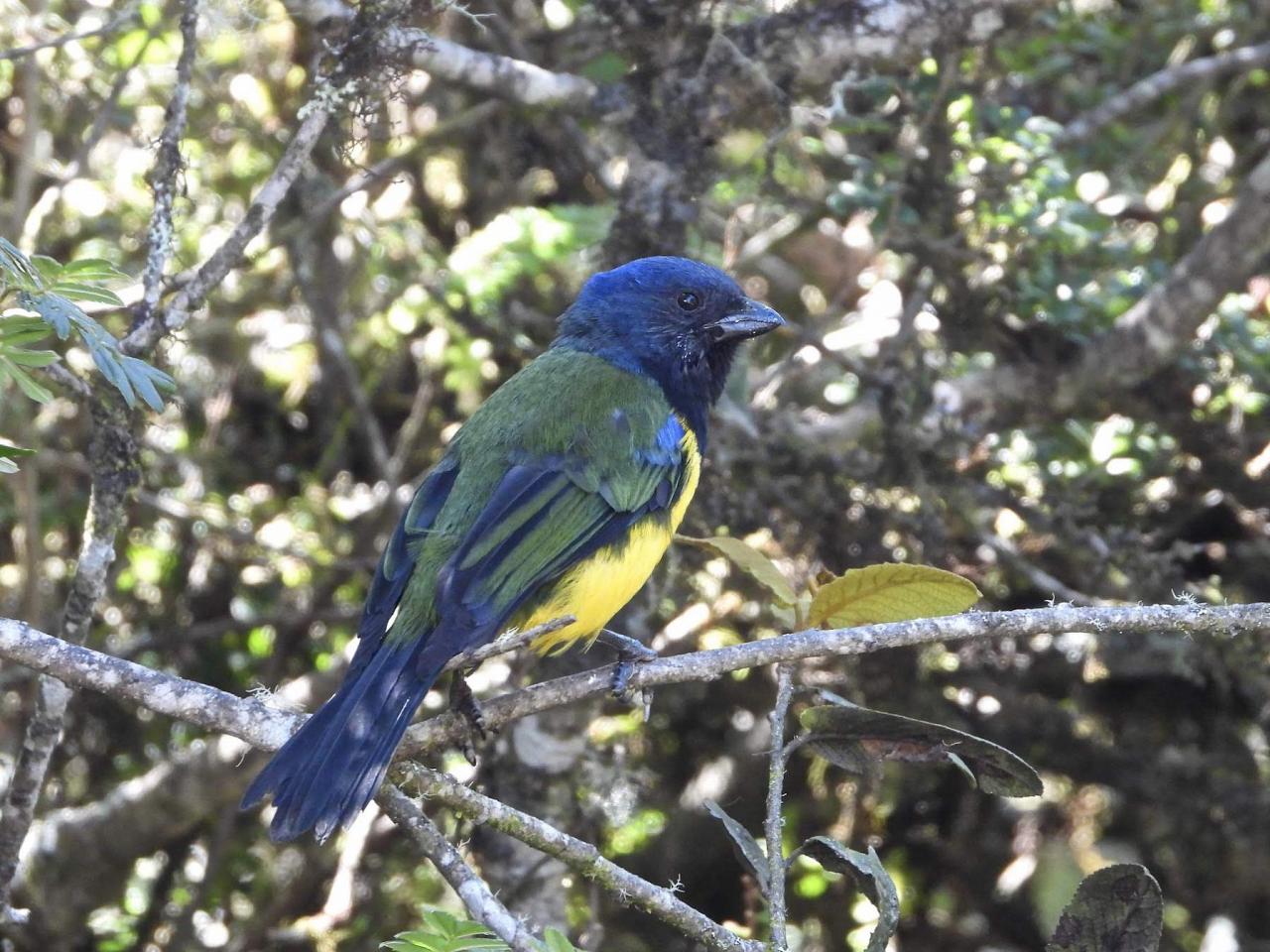 Blue-winged Mountain Tanager, Ecuador, Ecuador Birding Tour, Ecuador Nature Tour, Cuenca, Quito, Naturalist Journeys