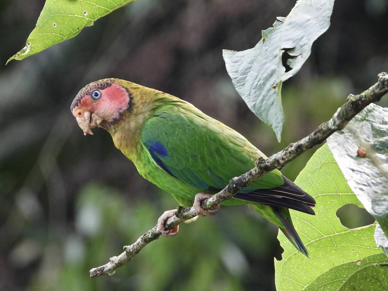 Rose-faced Parrot, Ecuador, Ecuador Birding Tour, Ecuador Nature Tour, Cuenca, Quito, Naturalist Journeys