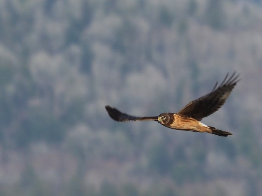Northern Harrier, Washington Winter Birding Tour, Skagit Valley Birding Tour, Naturalist Journeys